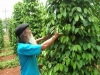 Vườn tiêu của gia đình ông Phạm Ngọc Tiếp, xã Đắk N’Drung xanh tốt, với diện tích 2 sào nhưng sản lượng hàng năm luôn đạt trên 1,2 tấn.